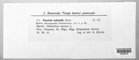 Puccinia helianthi image